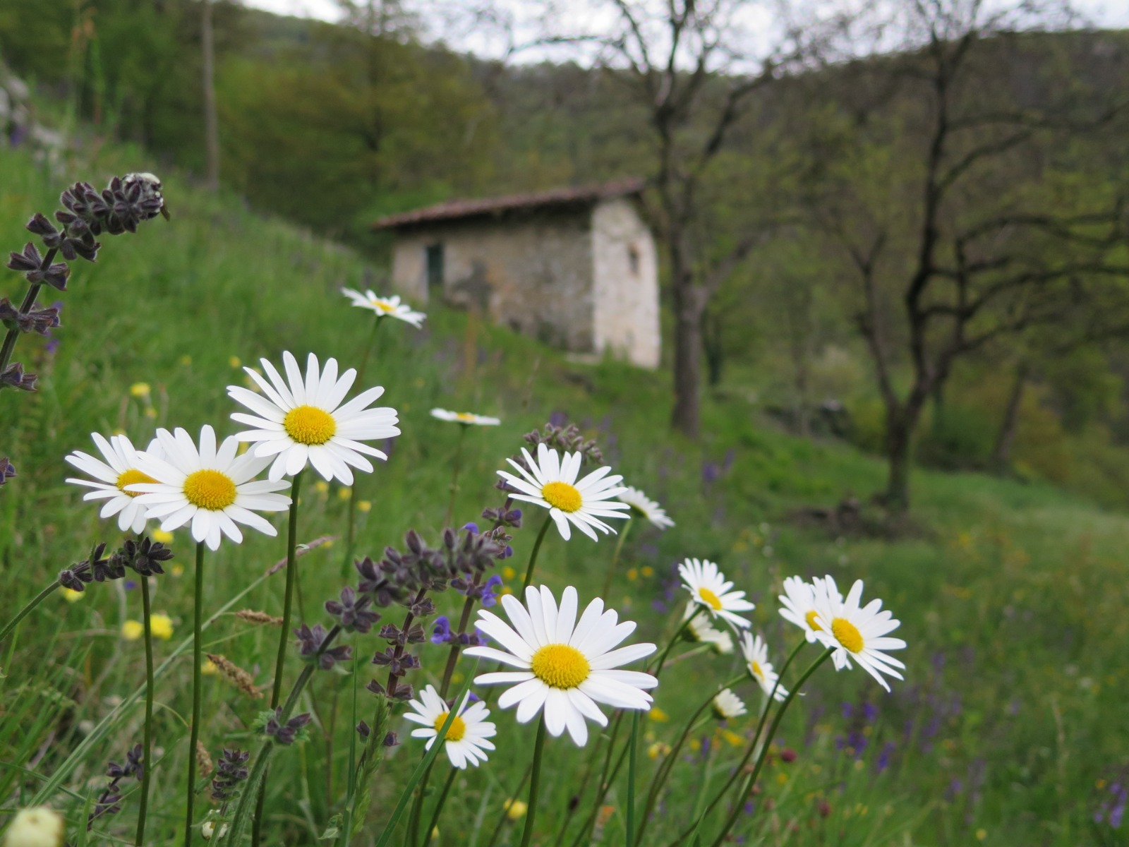 Foto Fiori Erbe Margherite